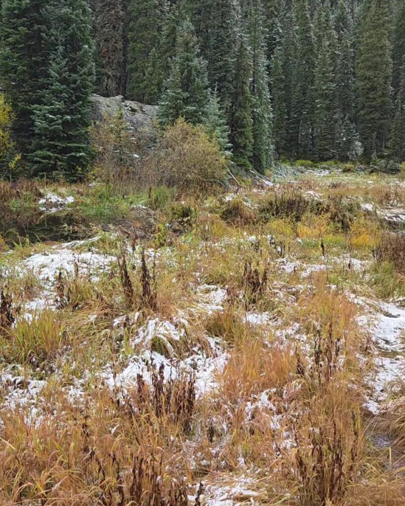 Golden autumn valley with evergreen forest and peaks