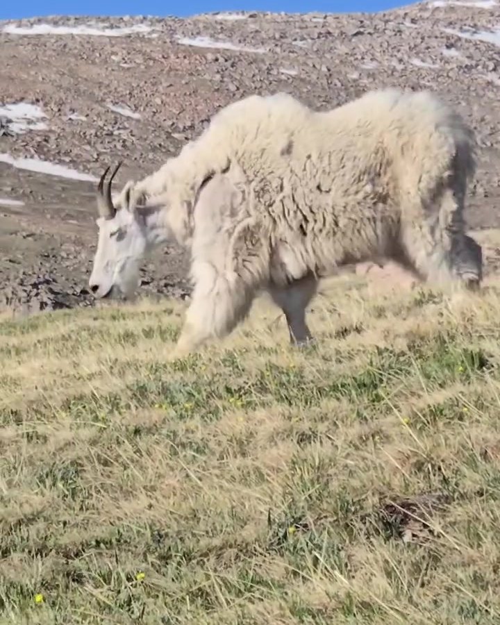 Shaggy white mountain goats grazing on an alpine slope