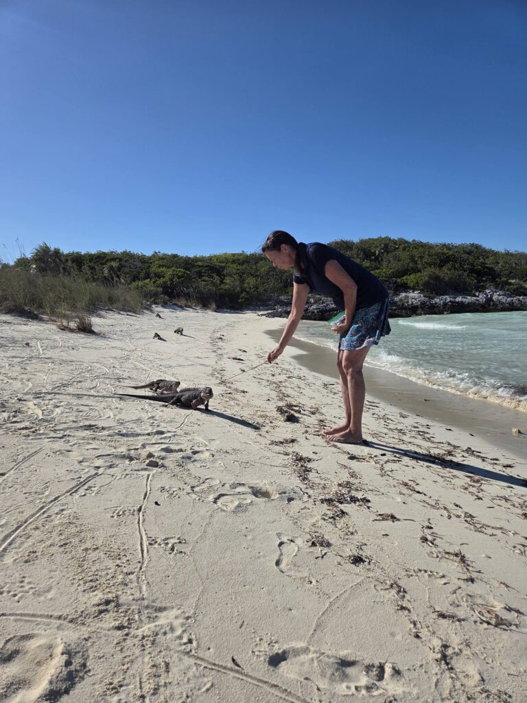 A woman bends toward several large rock iguanas walking across a white sand beach beside clear water, with green scrub and rocks behind.